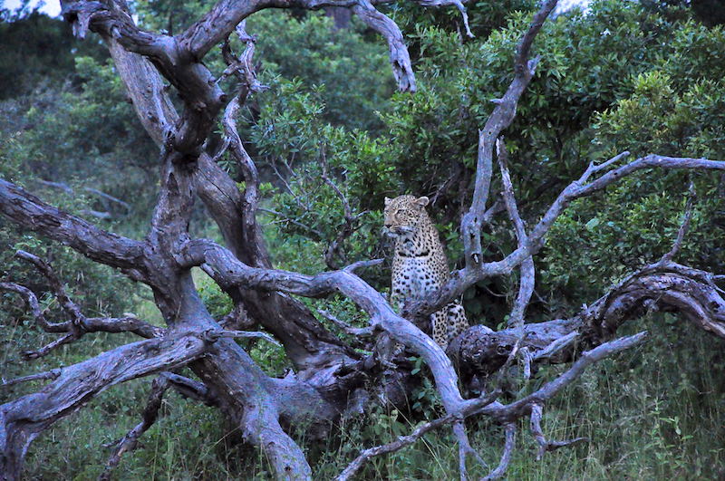 Melanie Heinrich - travel images - Lion Sands Private game reserver Hazyview